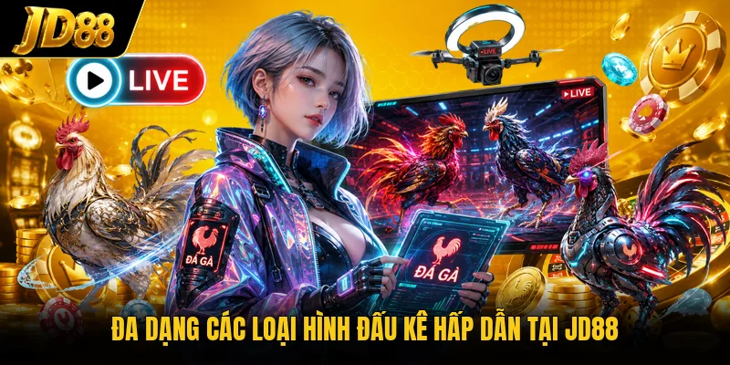 Đa dạng các loại hình đấu kê hấp dẫn tại JD88